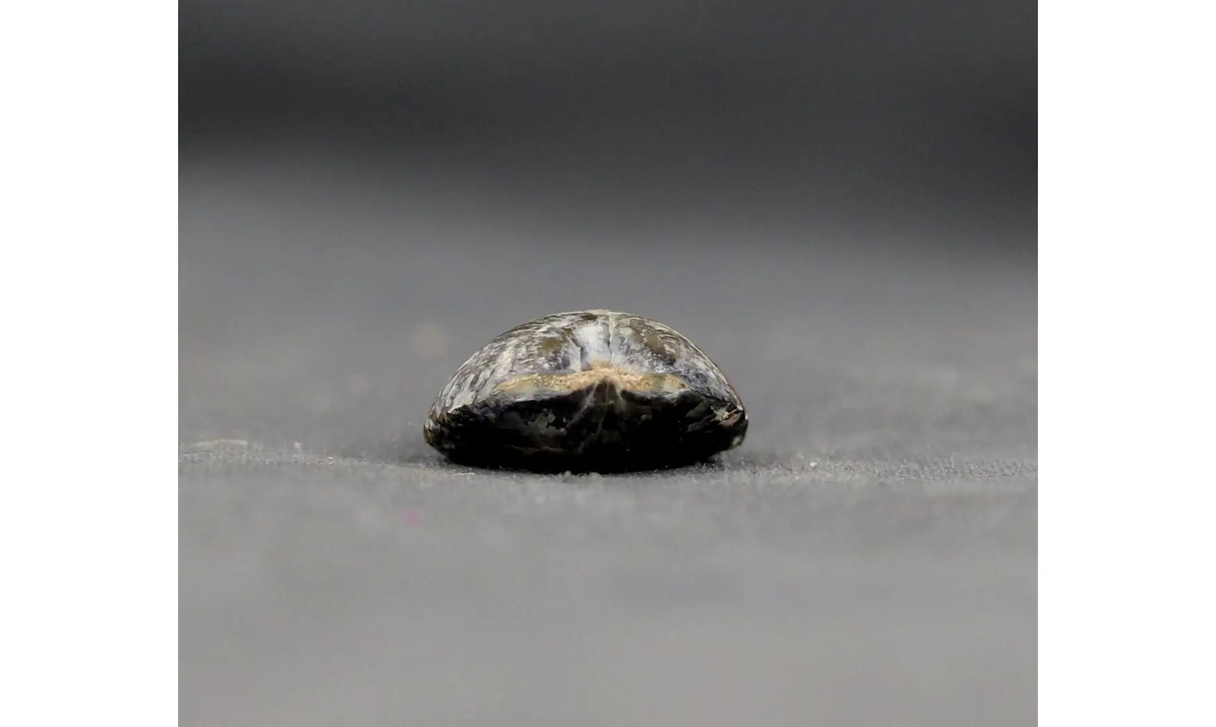 Thurmanella obrita