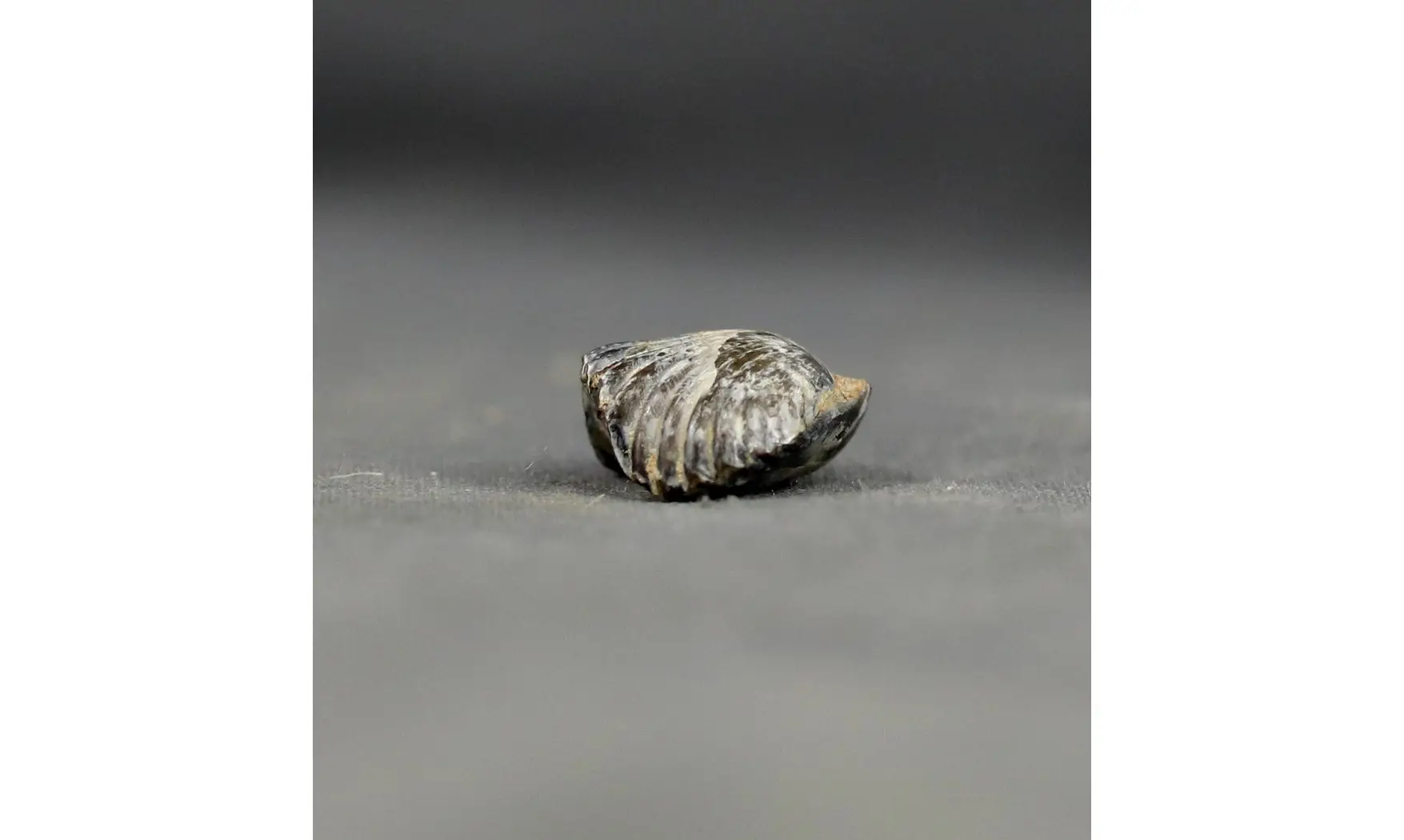 Thurmanella obrita