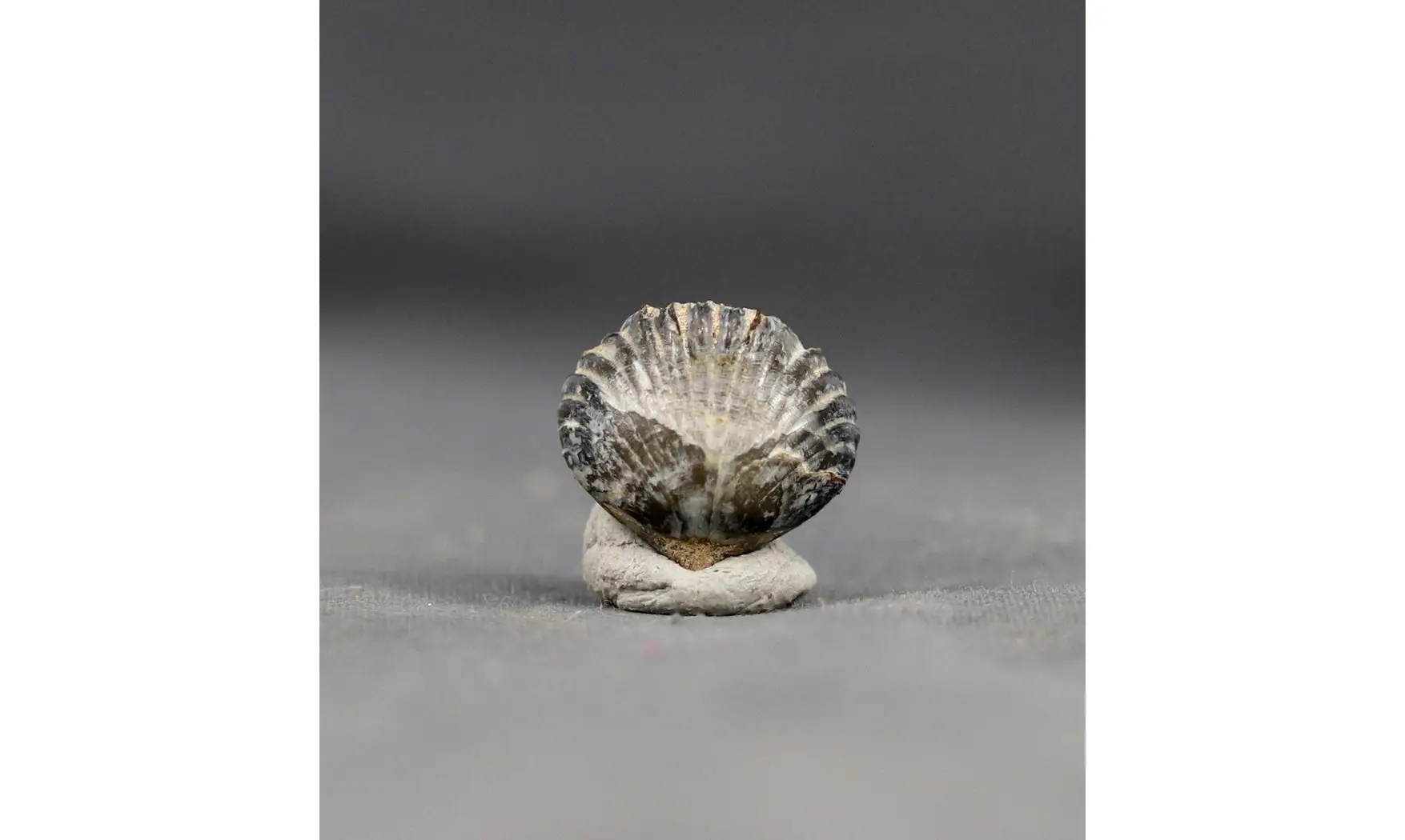 Thurmanella obrita
