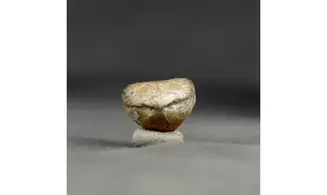 Thurmanella obrita