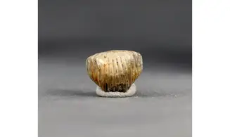 Thurmanella obrita