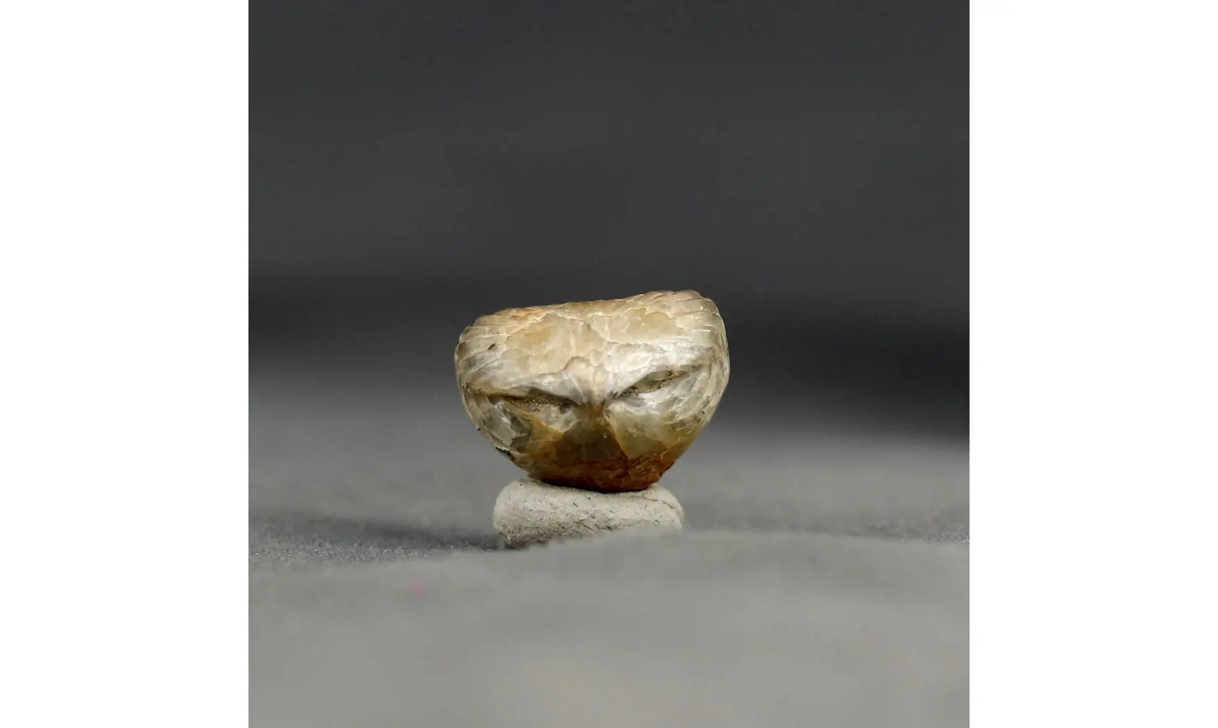 Thurmanella obrita