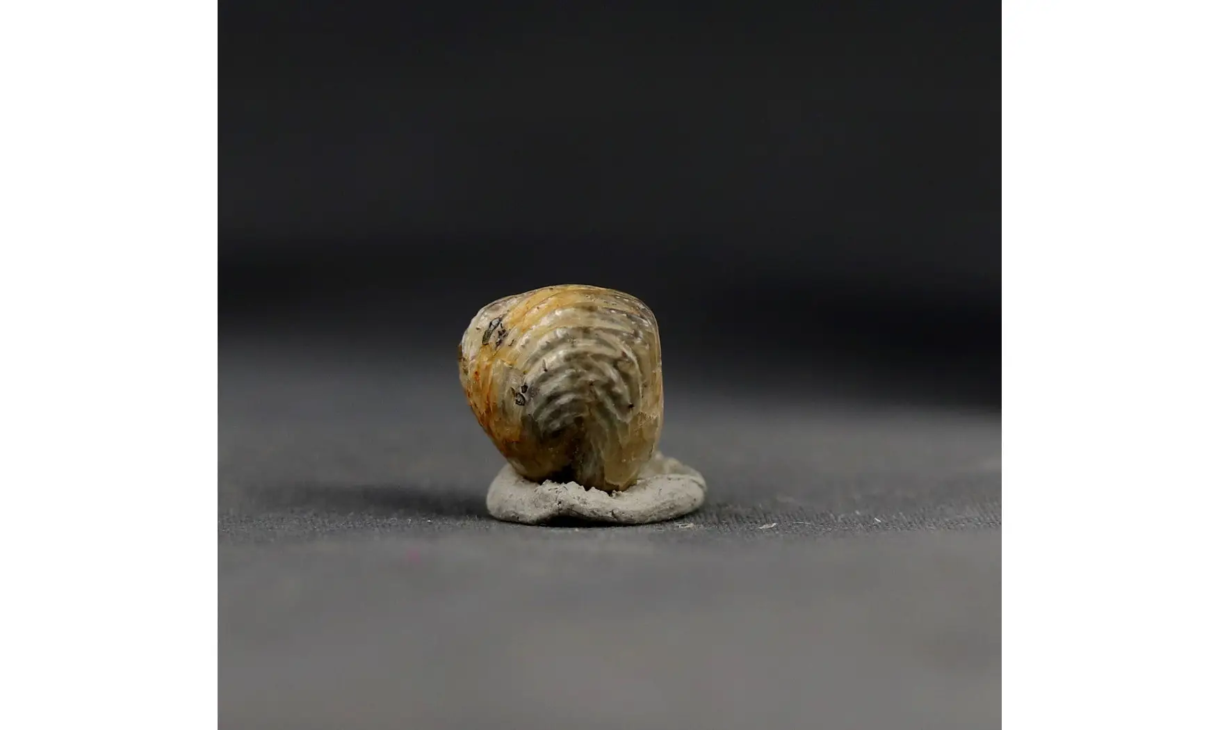 Thurmanella obrita