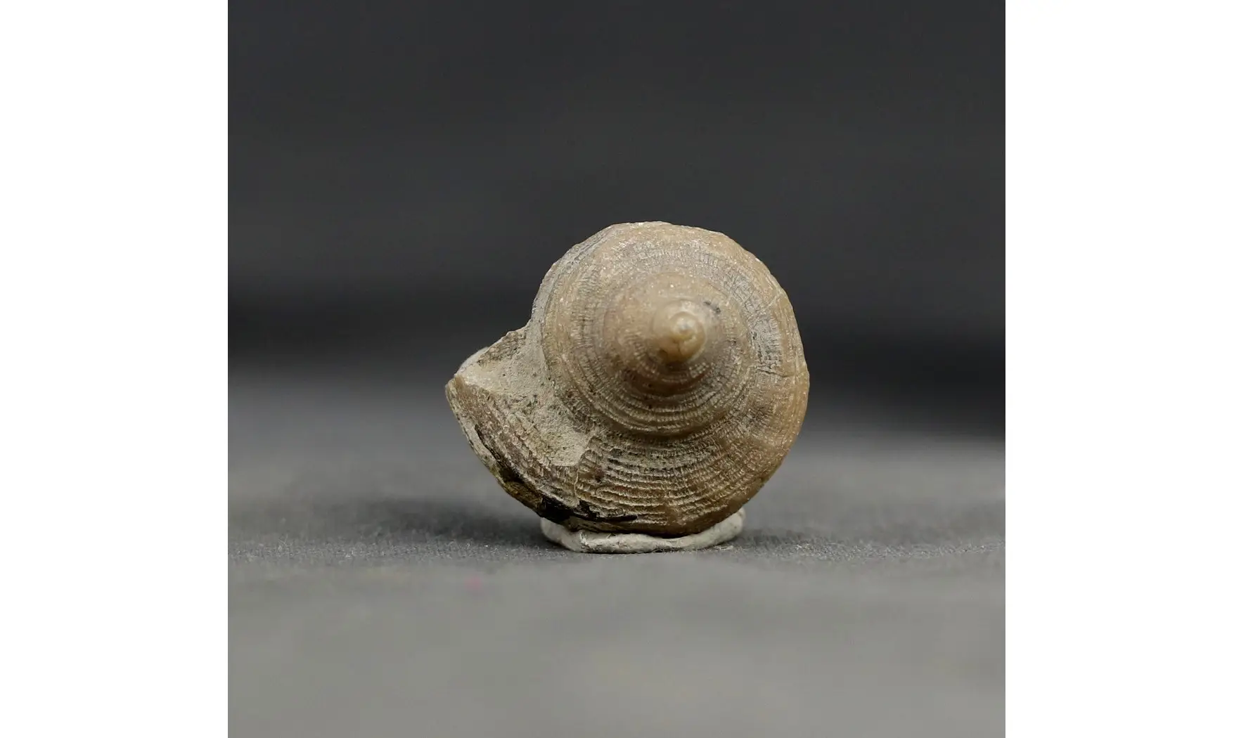 Obornella disca