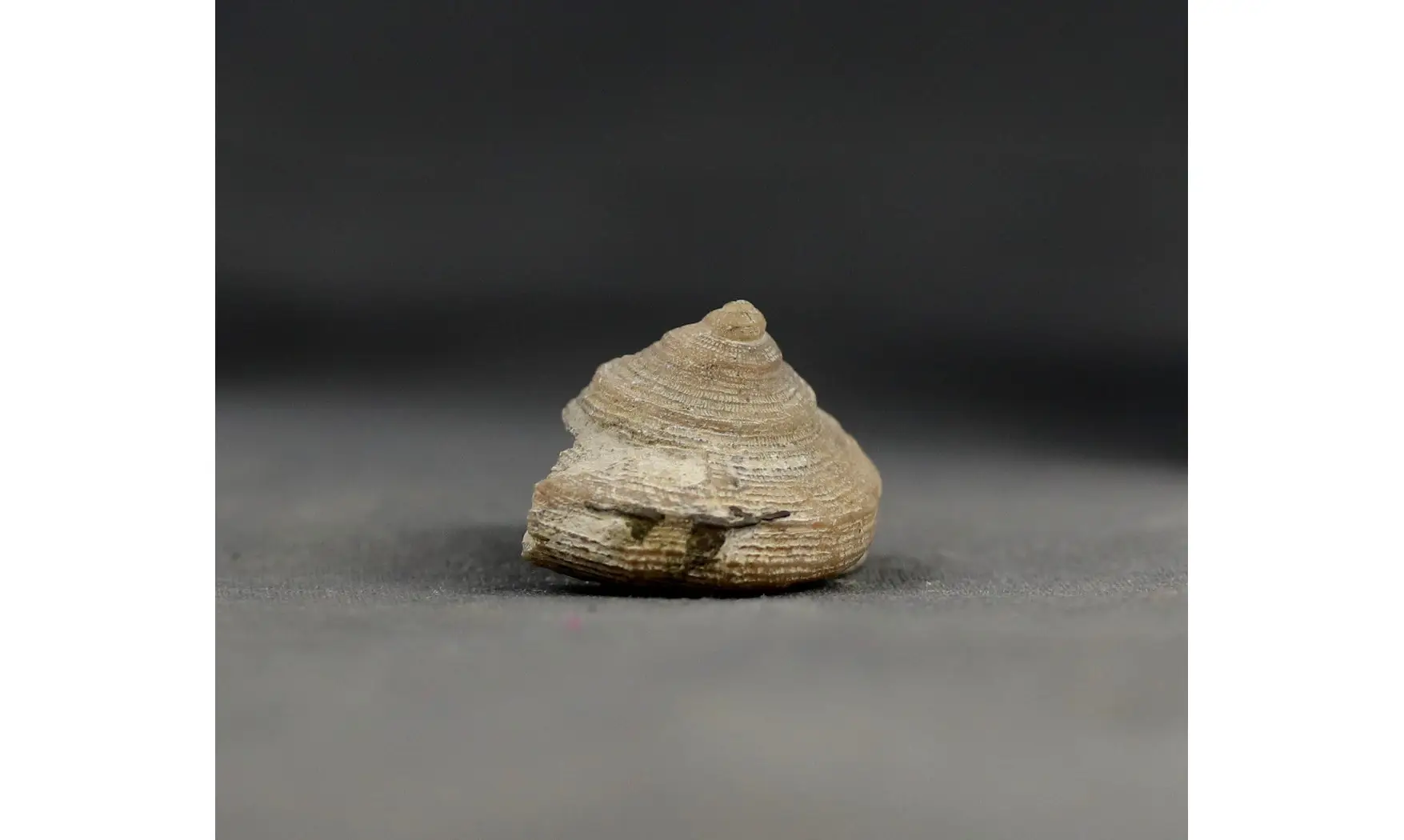Obornella disca