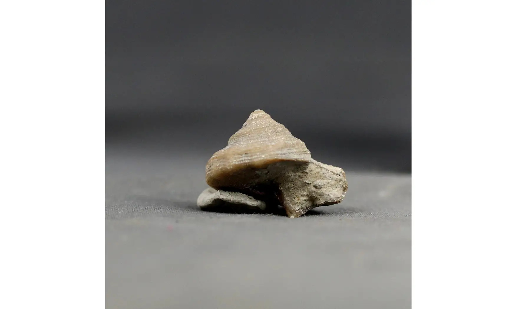 Obornella disca