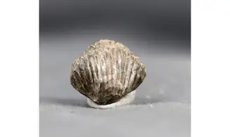 Thurmanella obrita