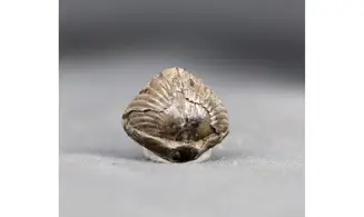 Thurmanella obrita