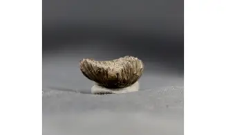 Thurmanella obrita