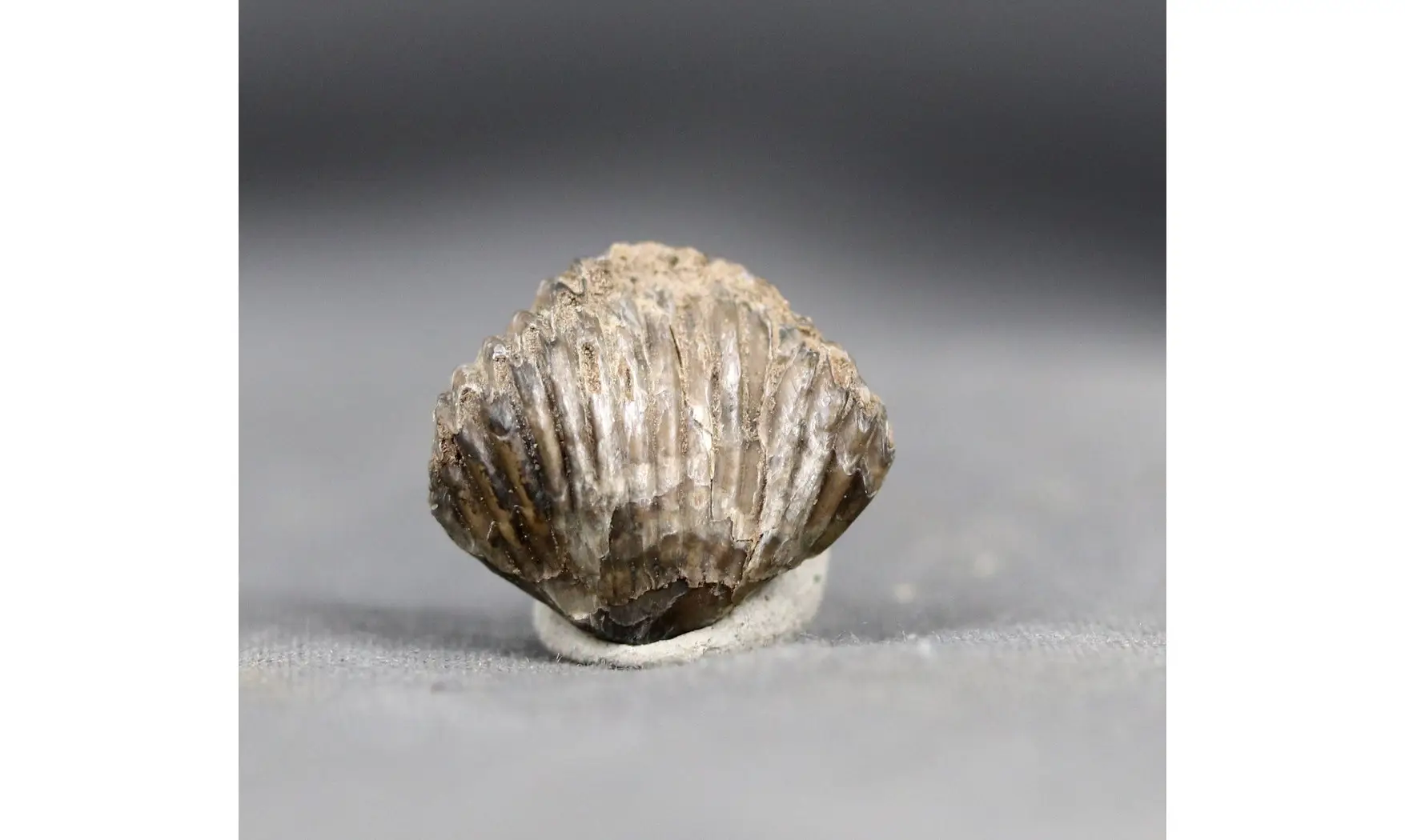 Thurmanella obrita