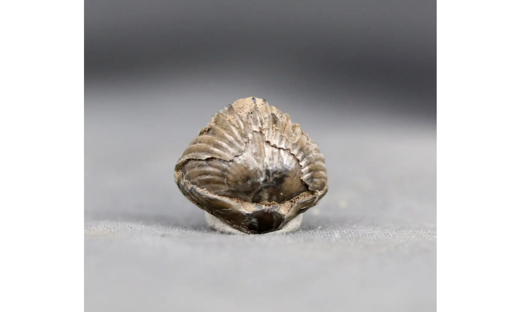 Thurmanella obrita