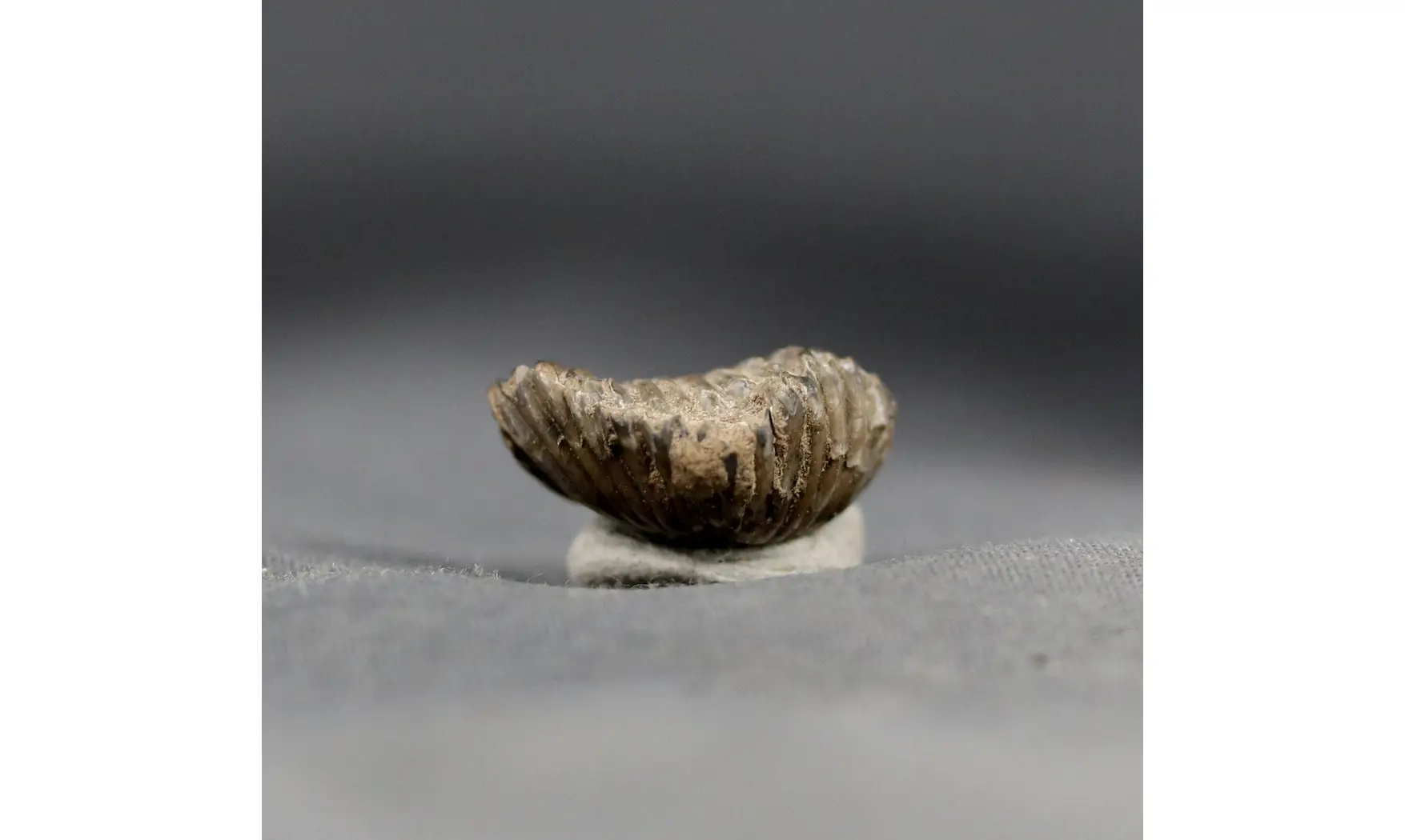 Thurmanella obrita