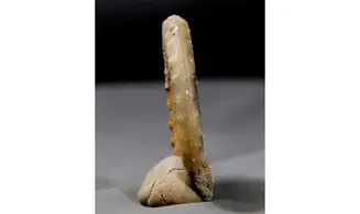 Acanthopleuroceras valdani