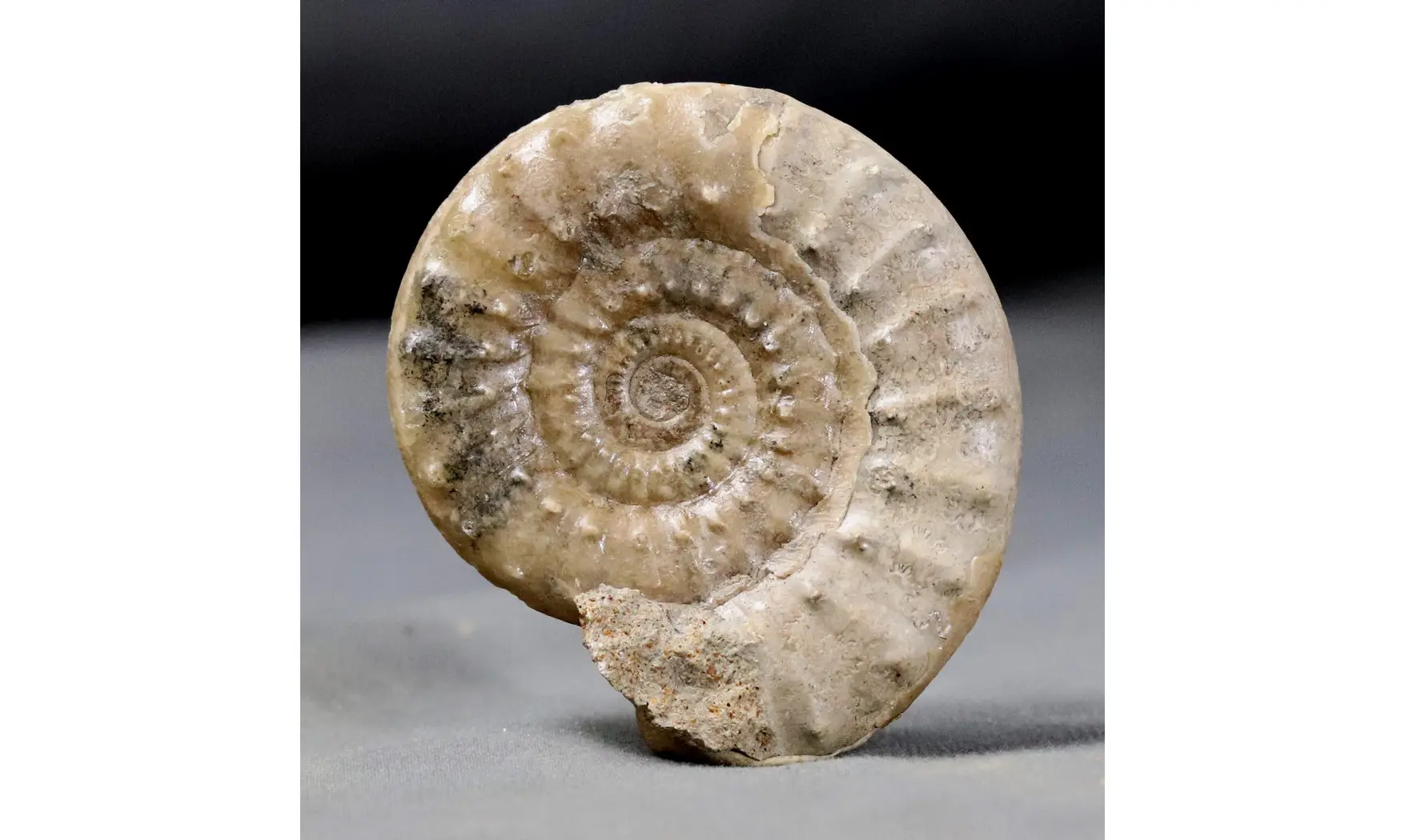 Acanthopleuroceras valdani