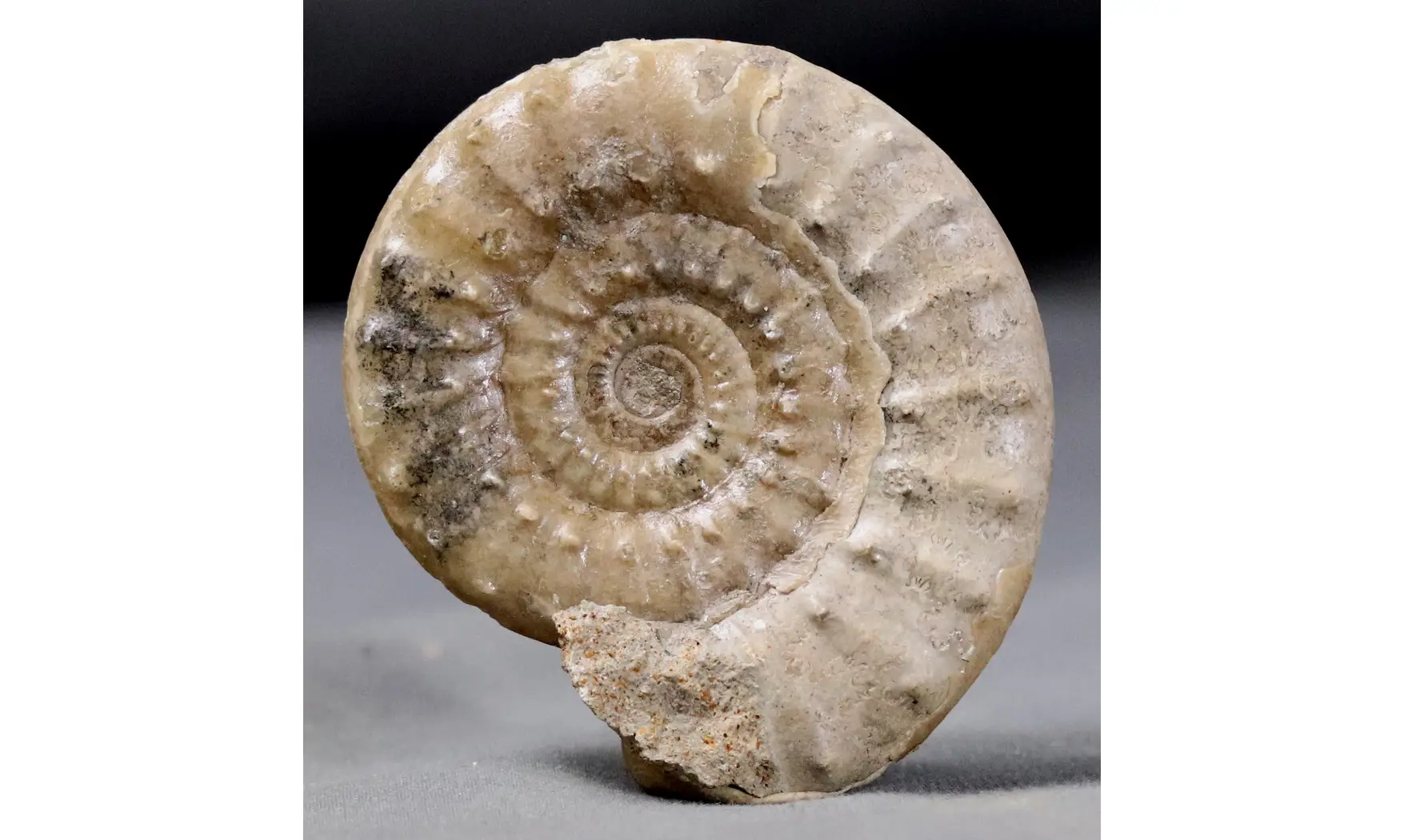 Acanthopleuroceras valdani