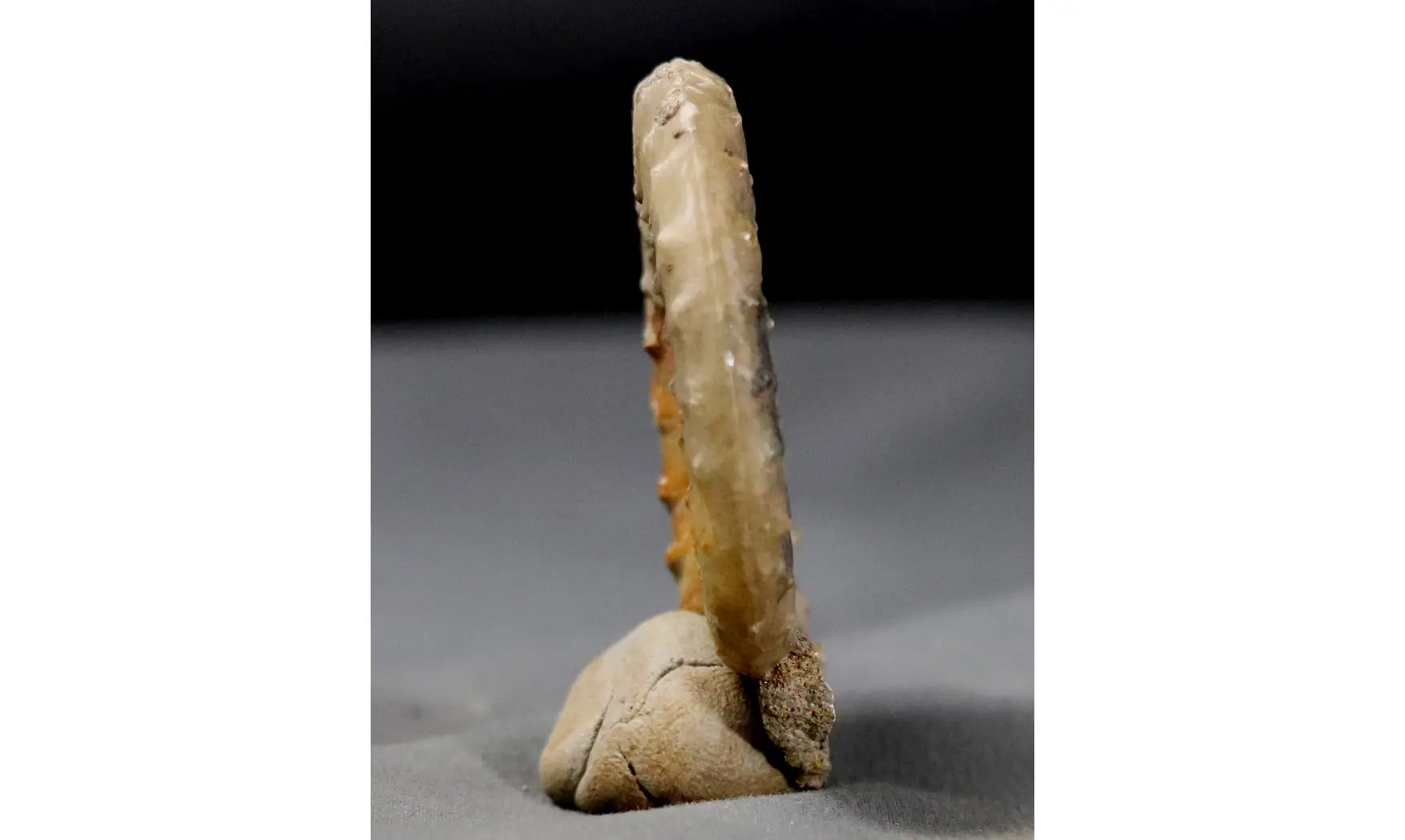 Acanthopleuroceras valdani