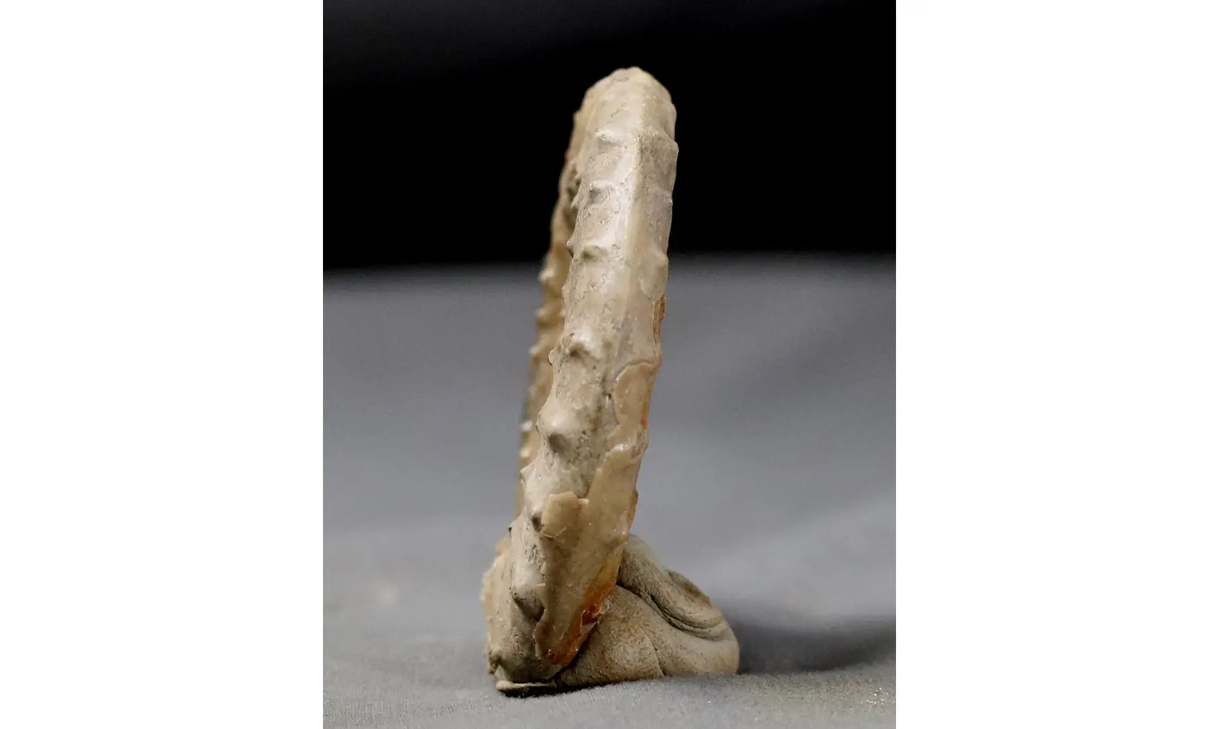 Acanthopleuroceras valdani