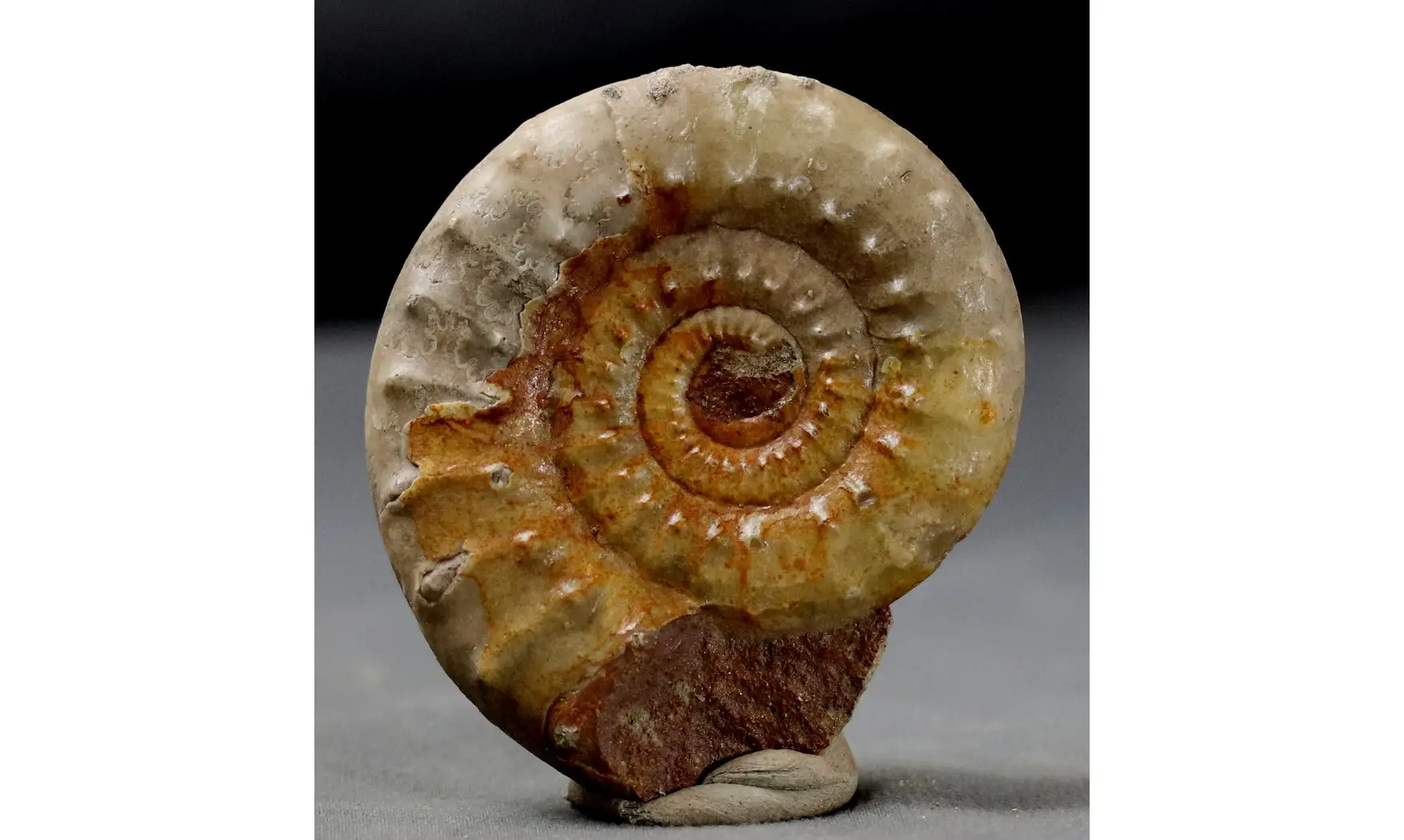 Acanthopleuroceras valdani