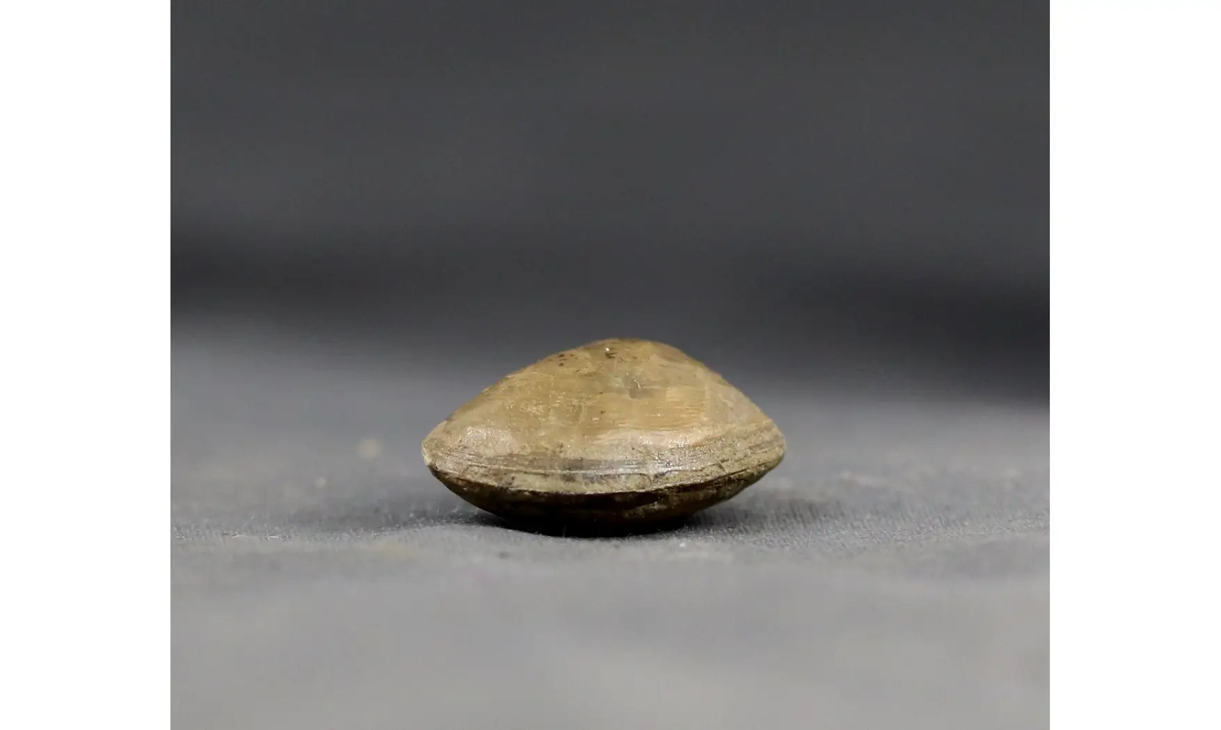 Cucculea galathea