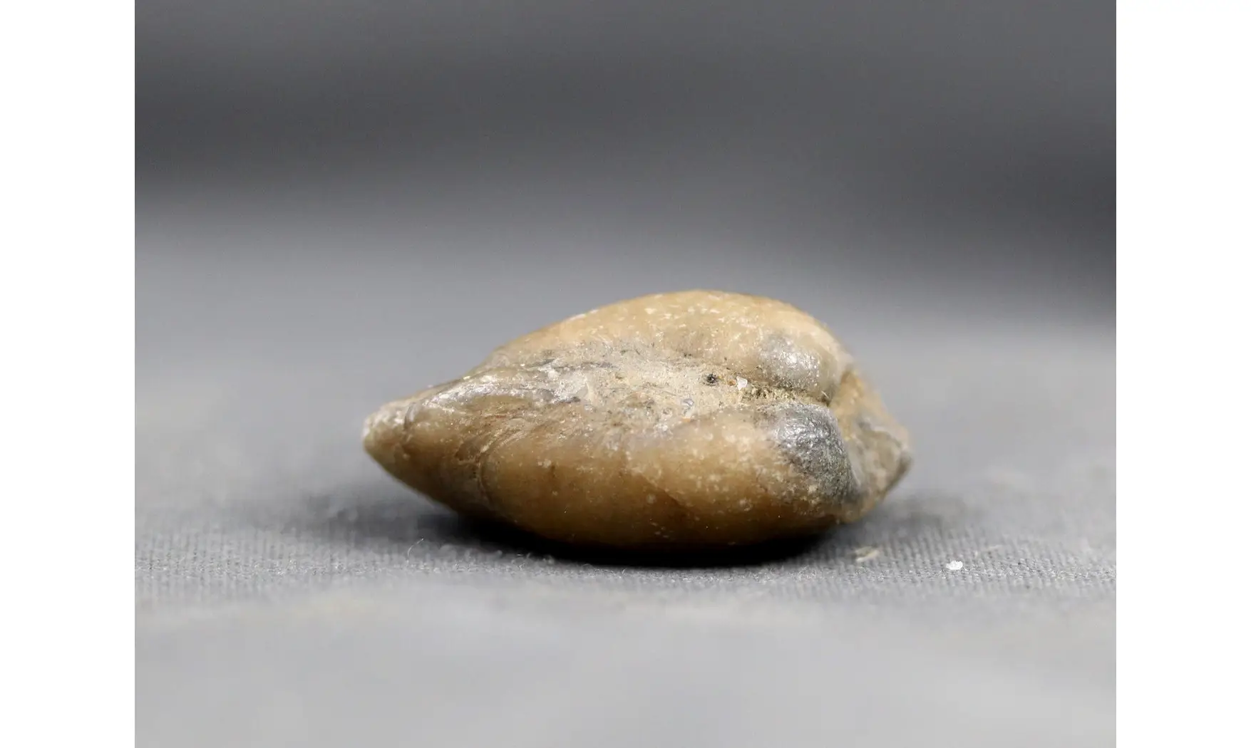 Cucculea galathea