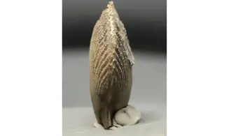Chlamys dewalquei