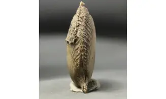 Chlamys dewalquei