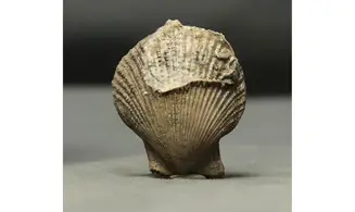 Chlamys dewalquei