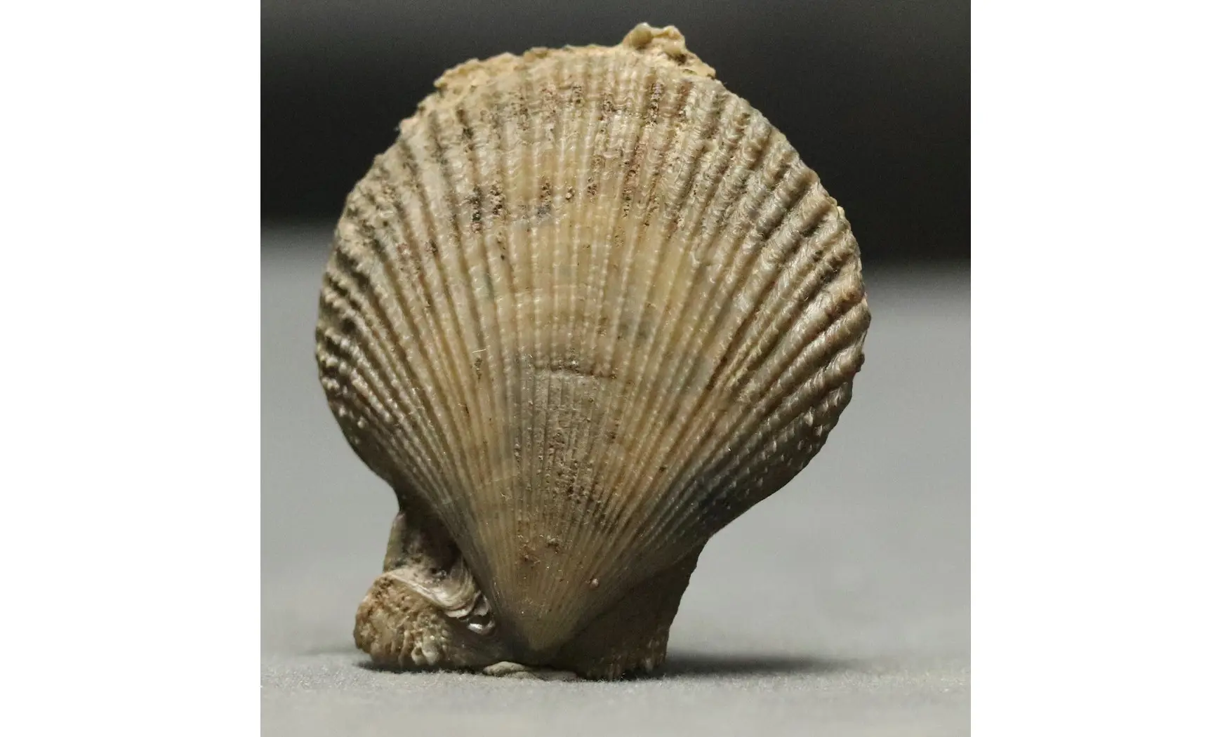 Chlamys dewalquei