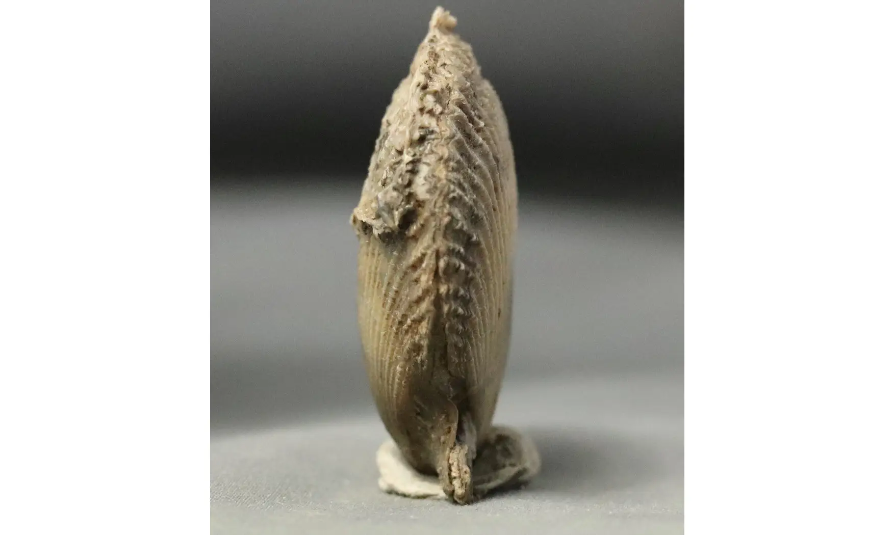 Chlamys dewalquei