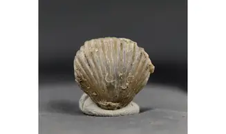 Sphenorhynchia plicatella
