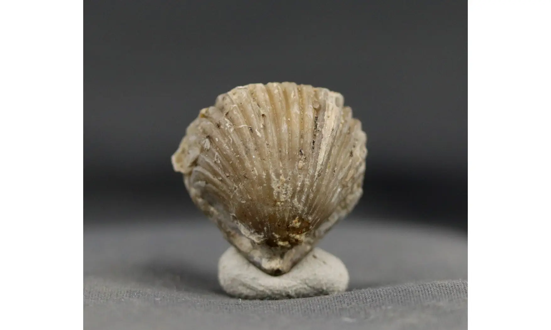 Sphenorhynchia plicatella