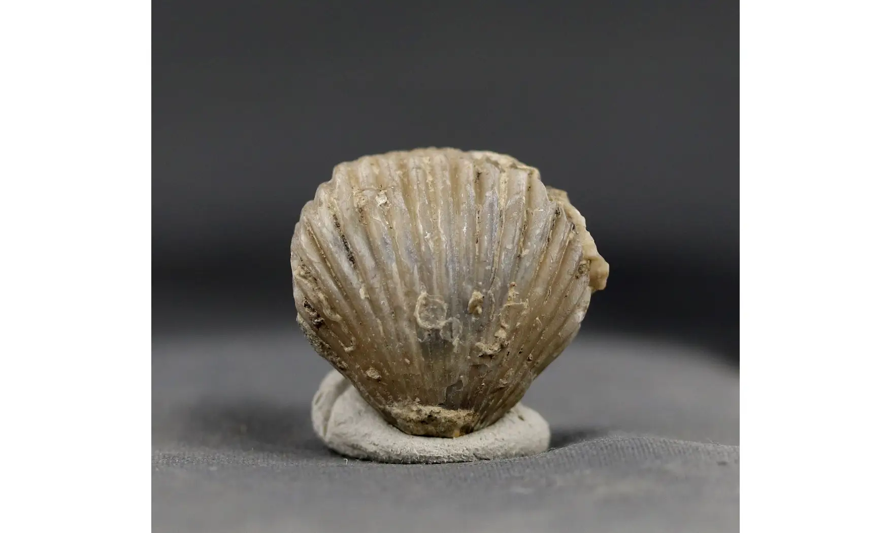 Sphenorhynchia plicatella