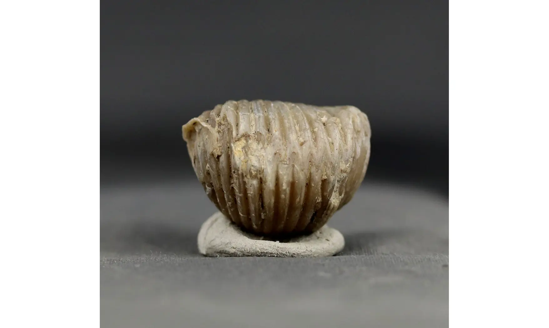 Sphenorhynchia plicatella