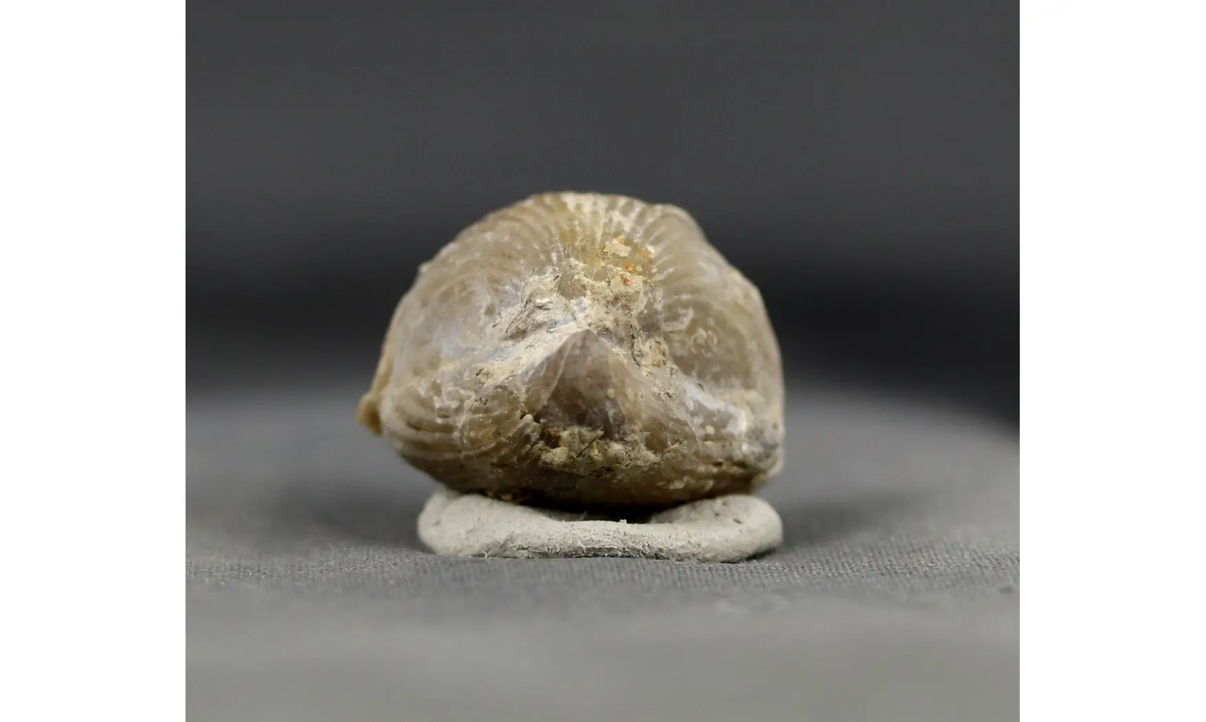 Sphenorhynchia plicatella