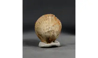 Sphenorhynchia plicatella