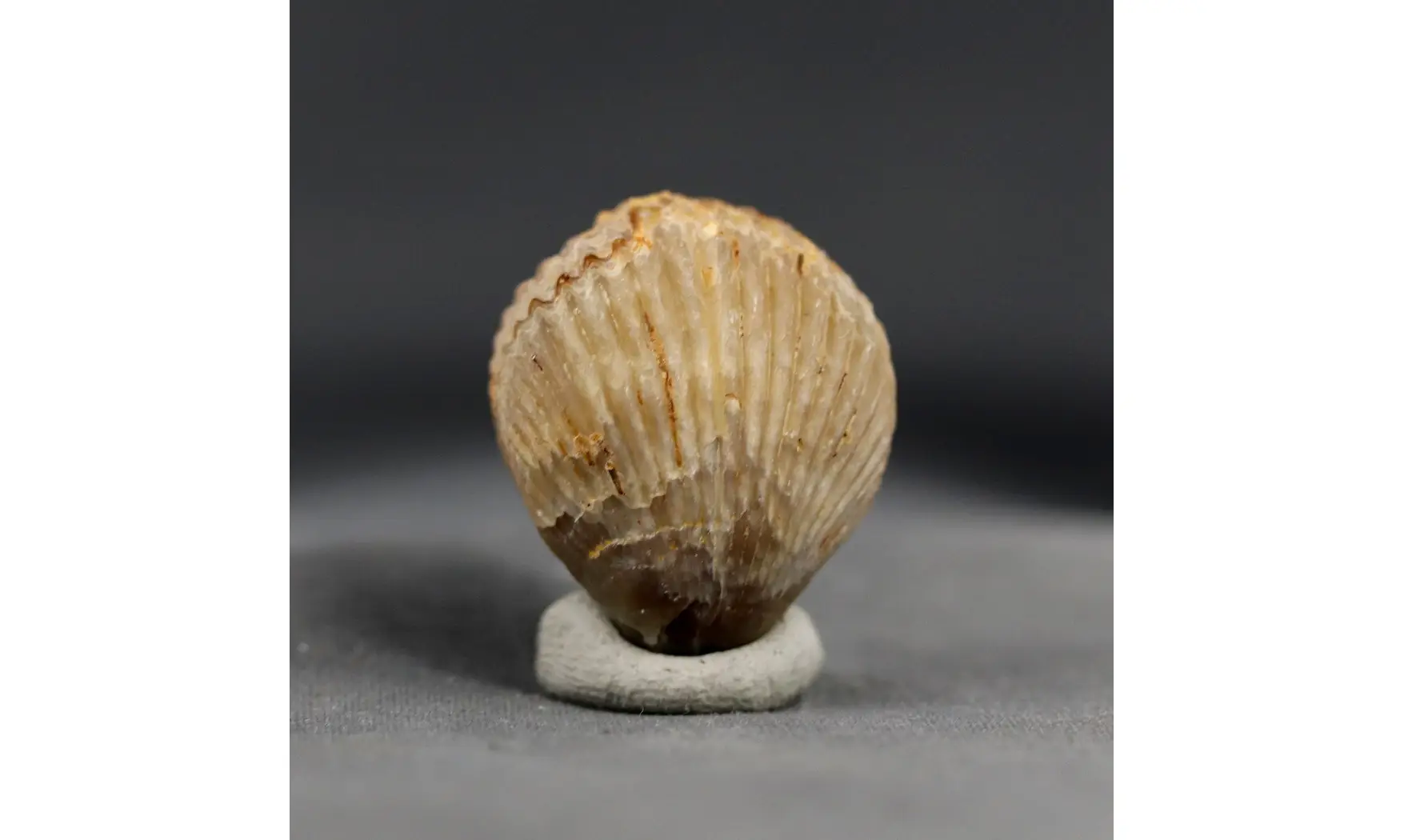 Sphenorhynchia plicatella