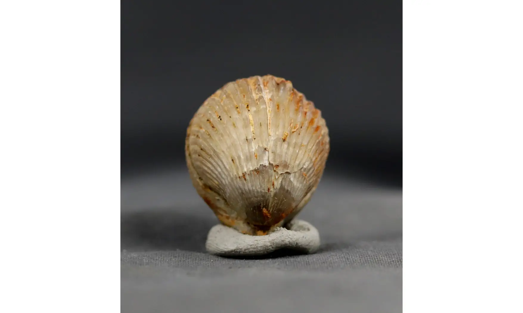 Sphenorhynchia plicatella