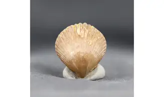 Sphenorhynchia plicatella