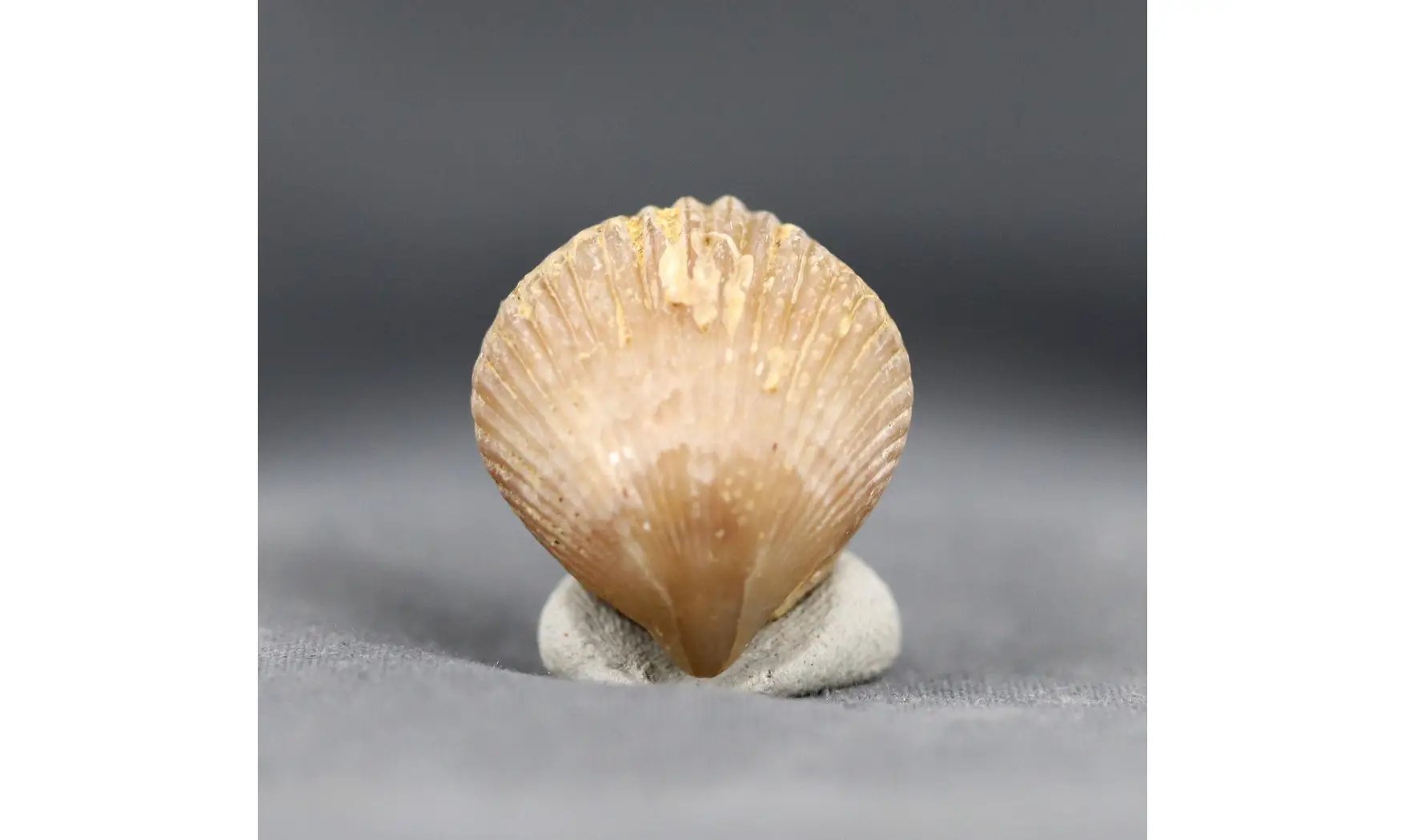 Sphenorhynchia plicatella