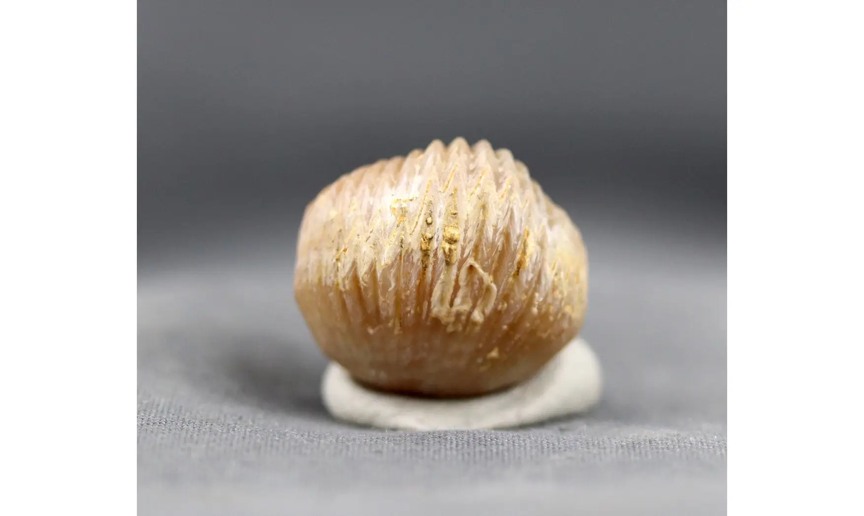 Sphenorhynchia plicatella