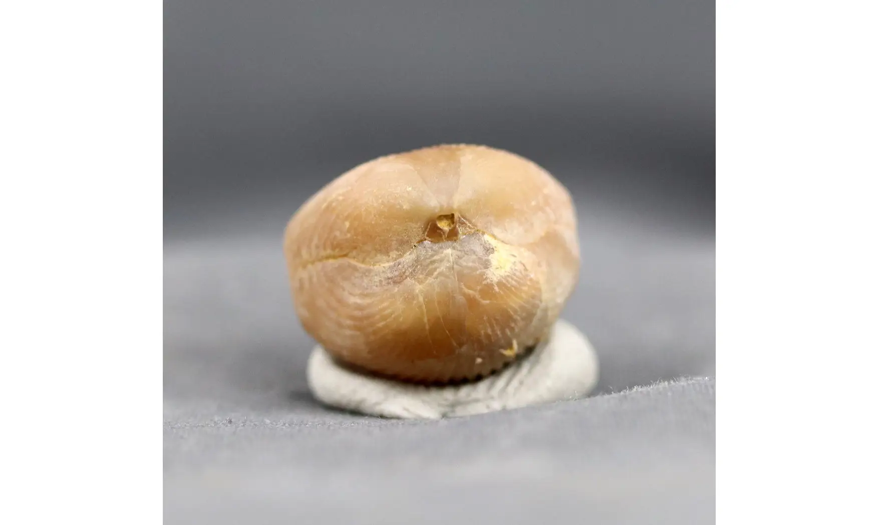 Sphenorhynchia plicatella
