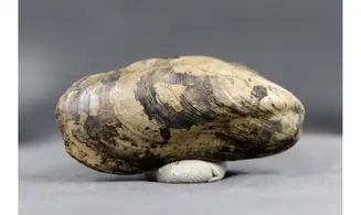 Modilius bipartitus