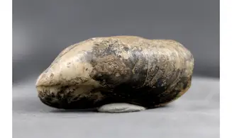 Modilius bipartitus