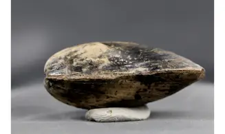 Modilius bipartitus