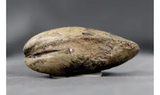 Modilius bipartitus