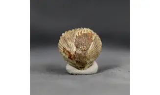 Sphenorhynchia plicatella