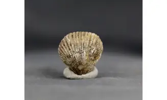 Sphenorhynchia plicatella