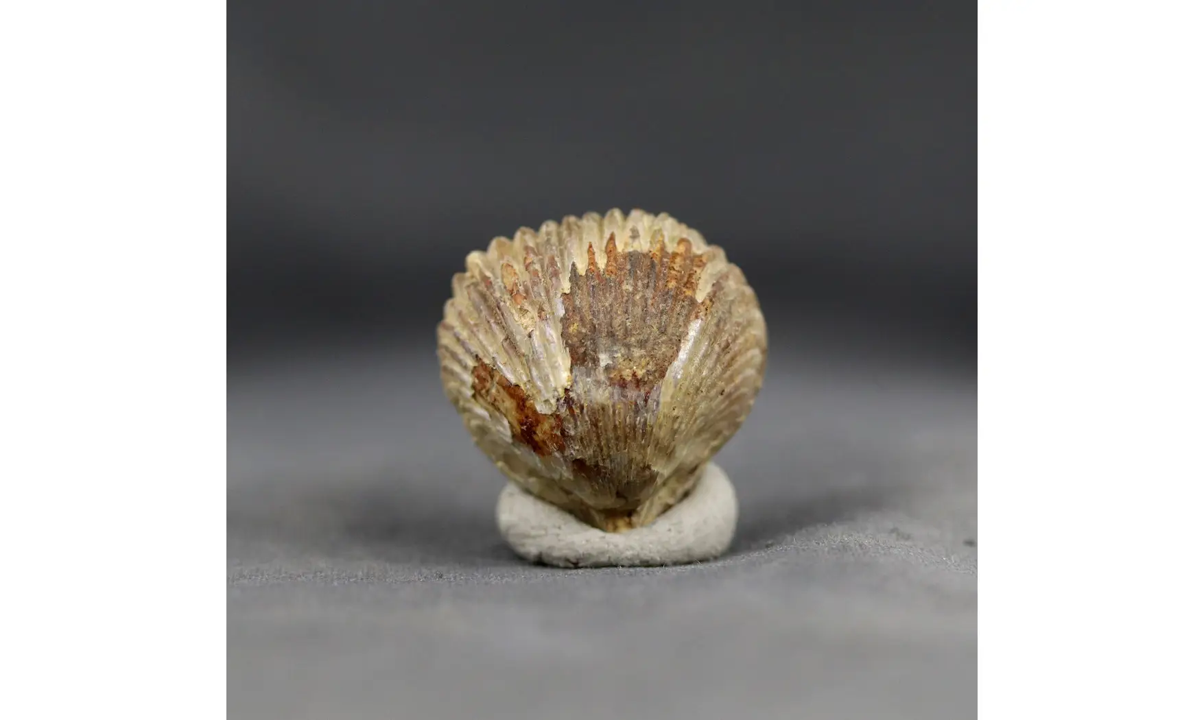 Sphenorhynchia plicatella