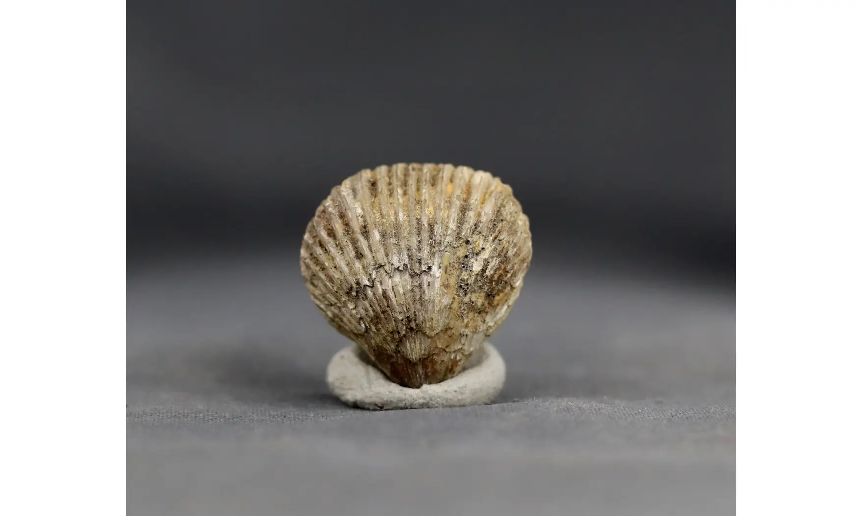 Sphenorhynchia plicatella