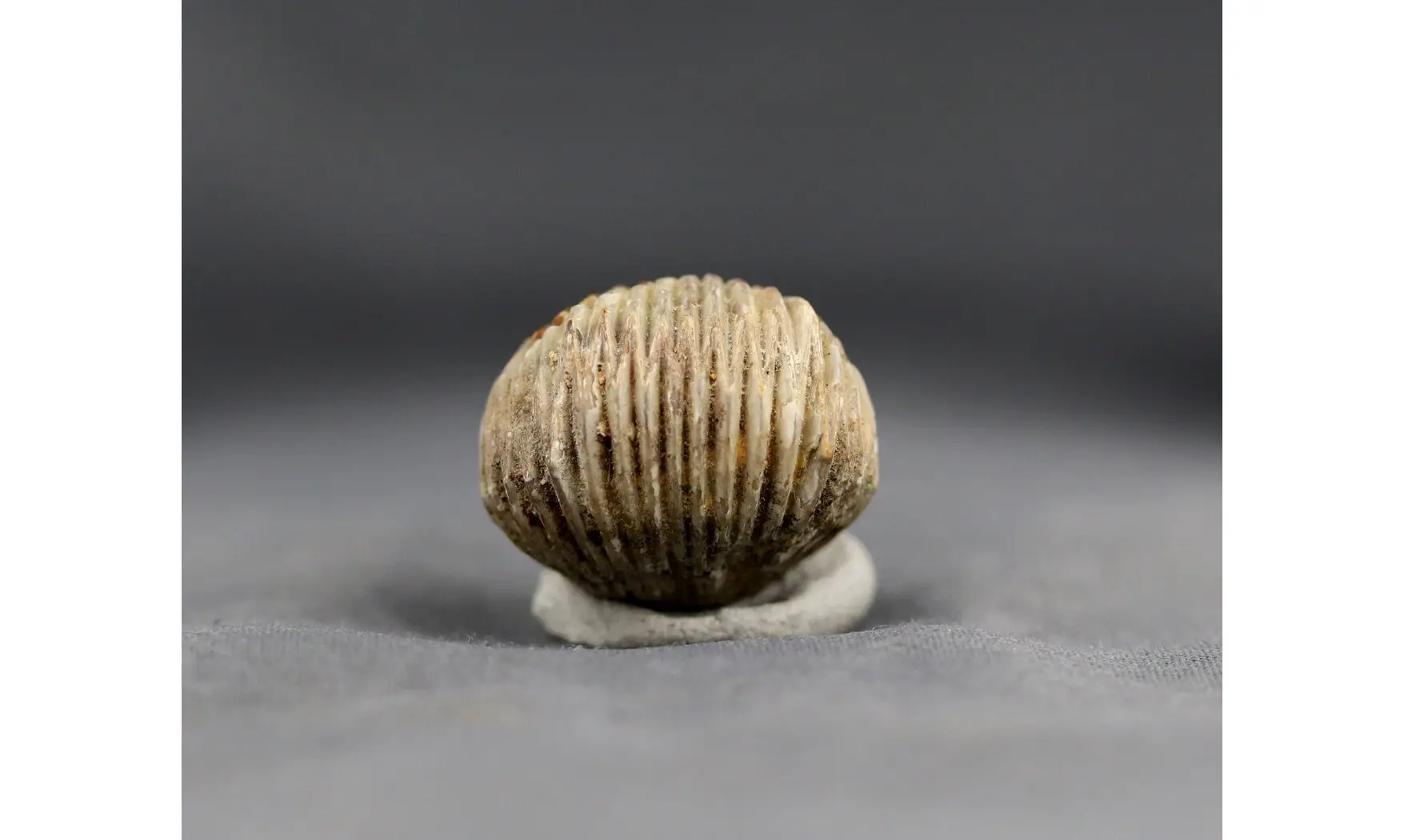 Sphenorhynchia plicatella